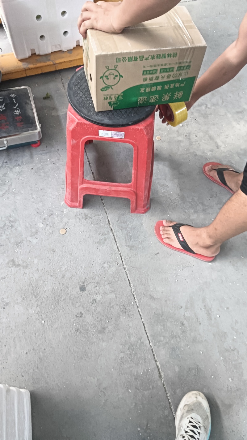 广西钦密9号百香果