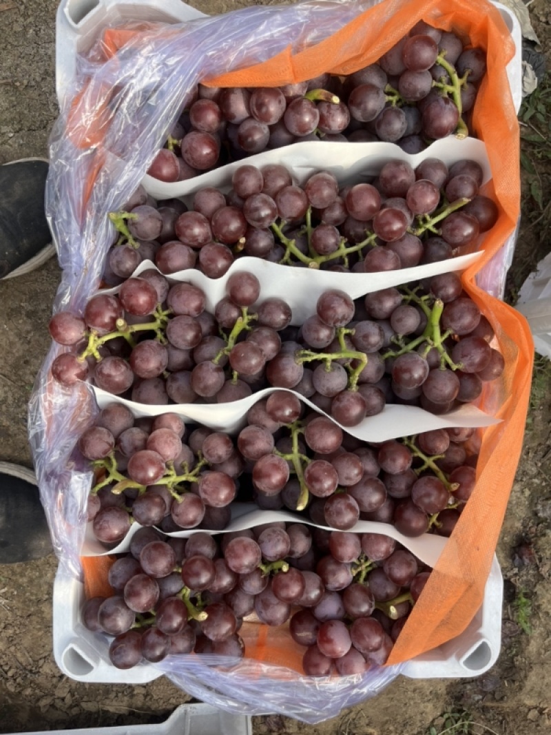 精品巨峰葡萄🍇，产地直发，欢迎👏新老客户前来洽谈