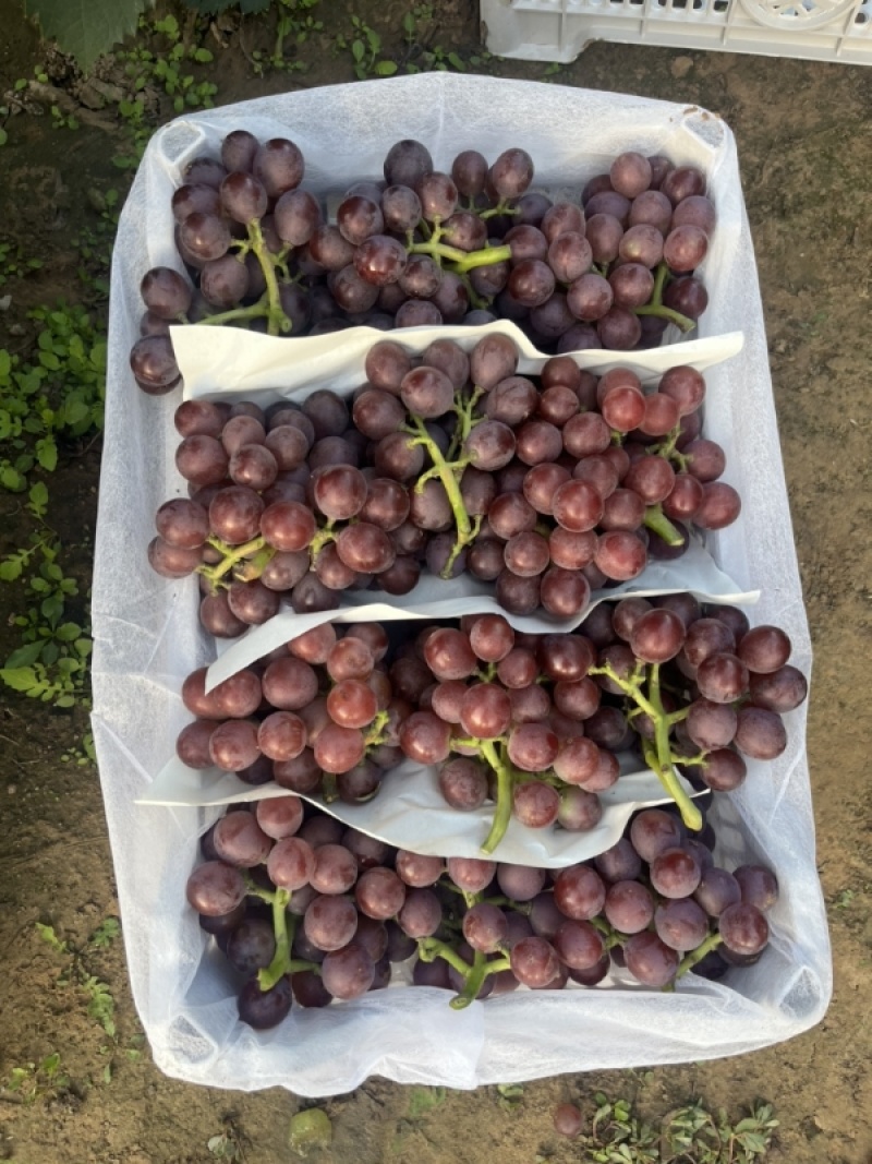 精品巨峰葡萄🍇，产地直发，欢迎👏新老客户前来洽谈