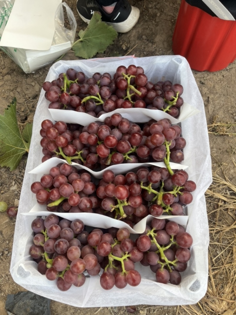 精品巨峰葡萄🍇，产地直发，欢迎👏新老客户前来洽谈