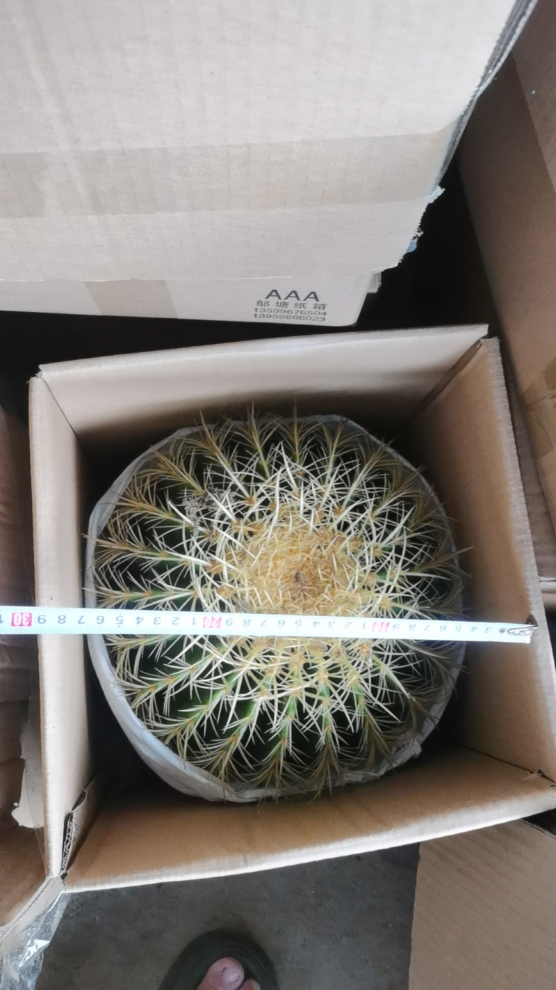 金虎各种归格有量批发