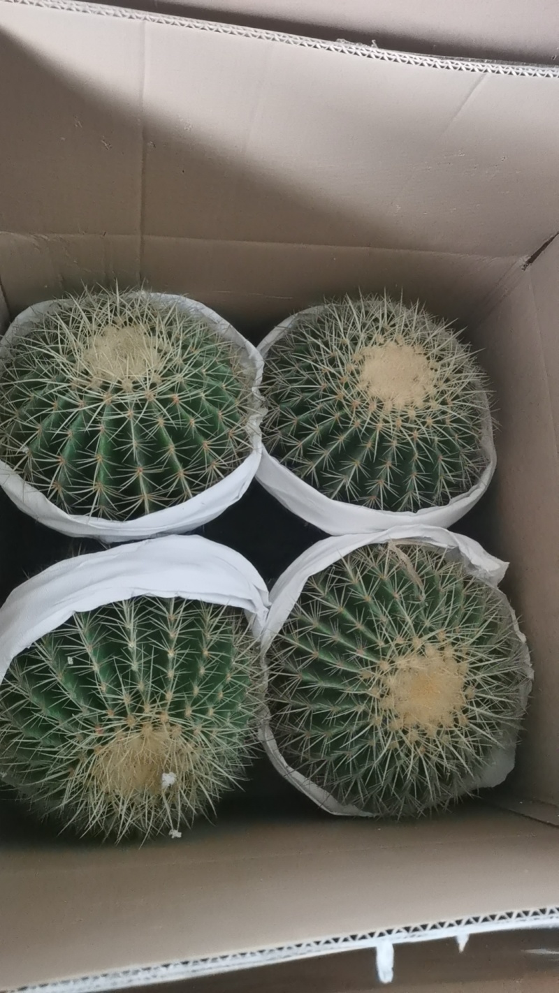 金虎各种归格有量批发