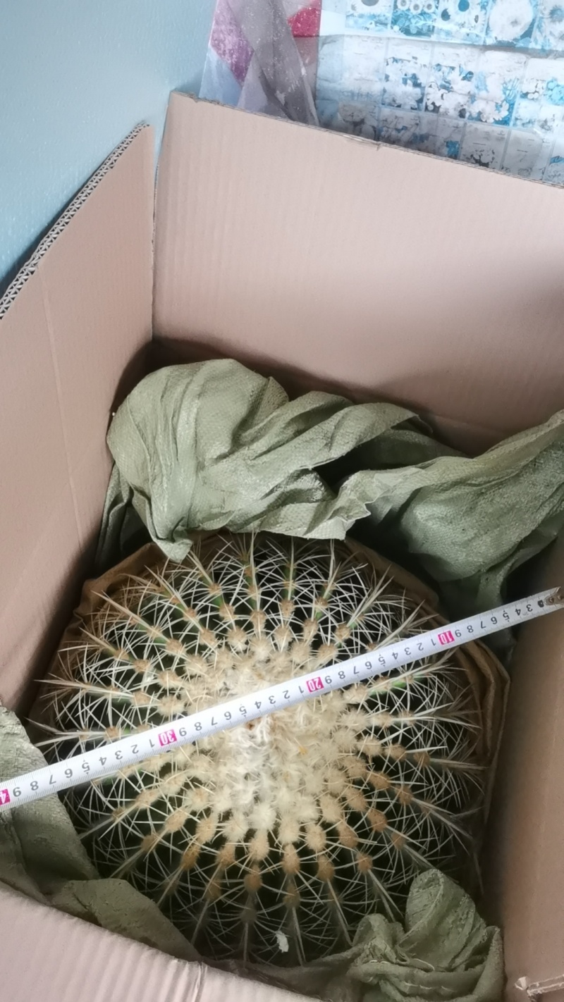 金虎各种归格有量批发