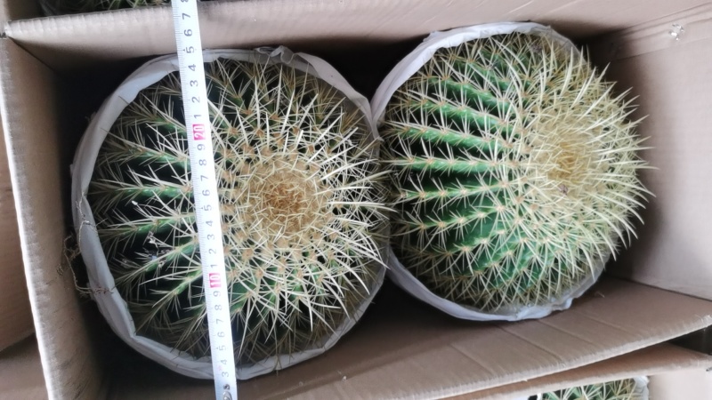 金虎各种归格有量批发