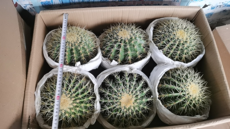 金虎各种归格有量批发
