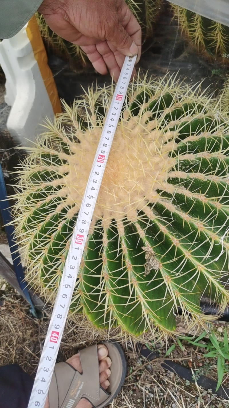 金虎各种归格有量批发