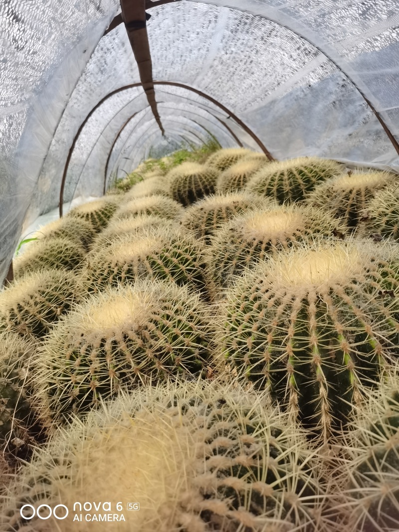 金虎各种归格有量批发