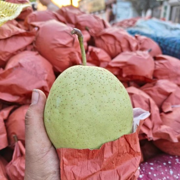 河北雪花梨，大量有货，一手货源量大优惠，欢迎合作