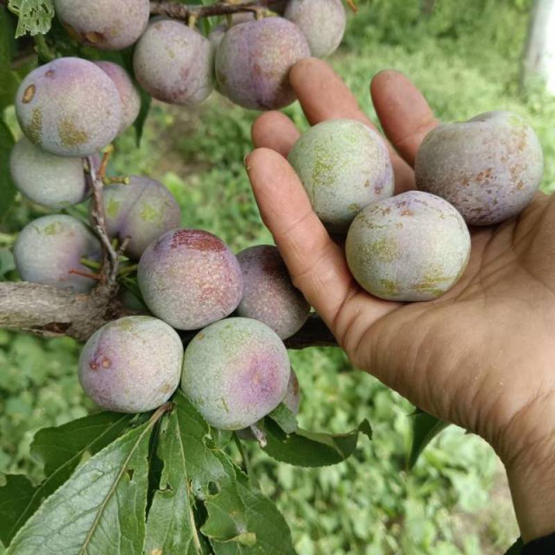 脆红李