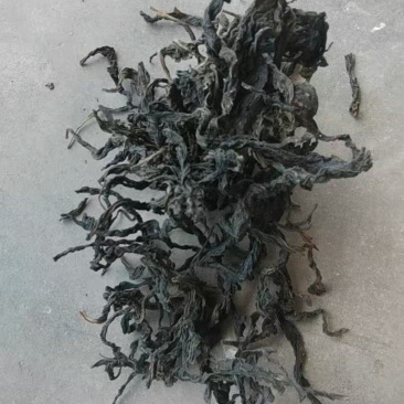 河南芝麻叶精品芝麻叶大量供应全国发货欢迎来电采购