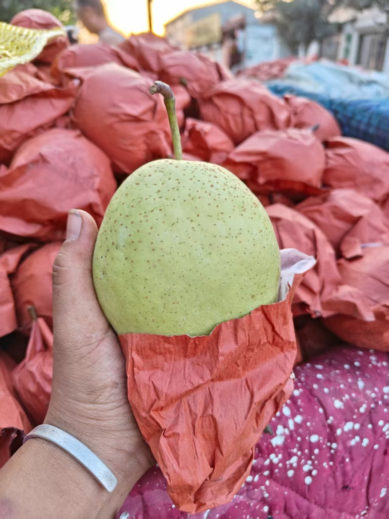 河北雪花梨，大量有货，一手货源量大优惠，欢迎合作