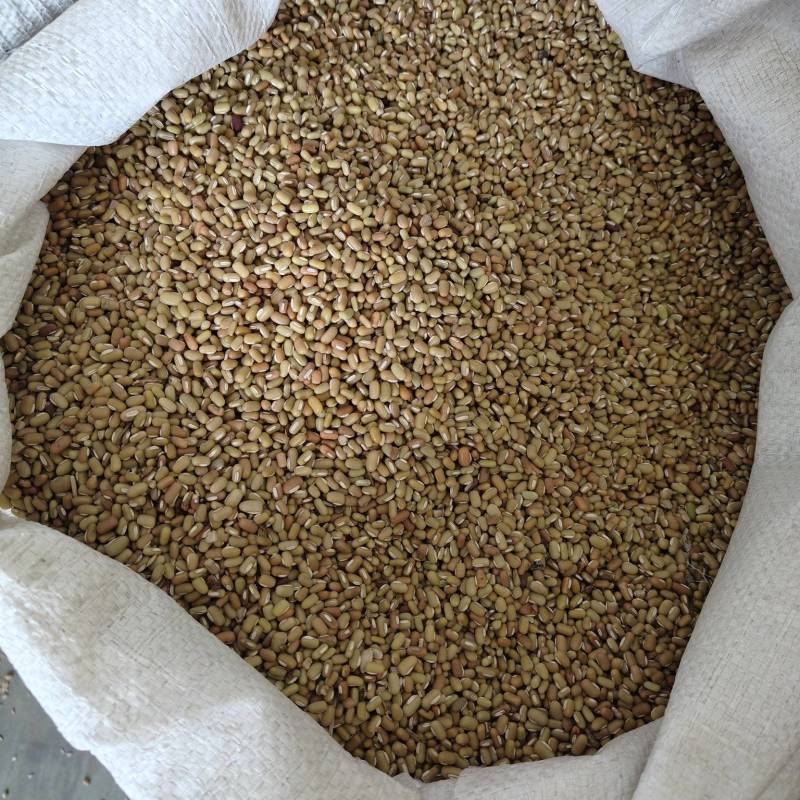 竹豆绿竹豆进口2025年产