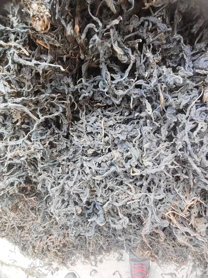河南芝麻叶精品芝麻叶大量供应全国发货欢迎来电采购