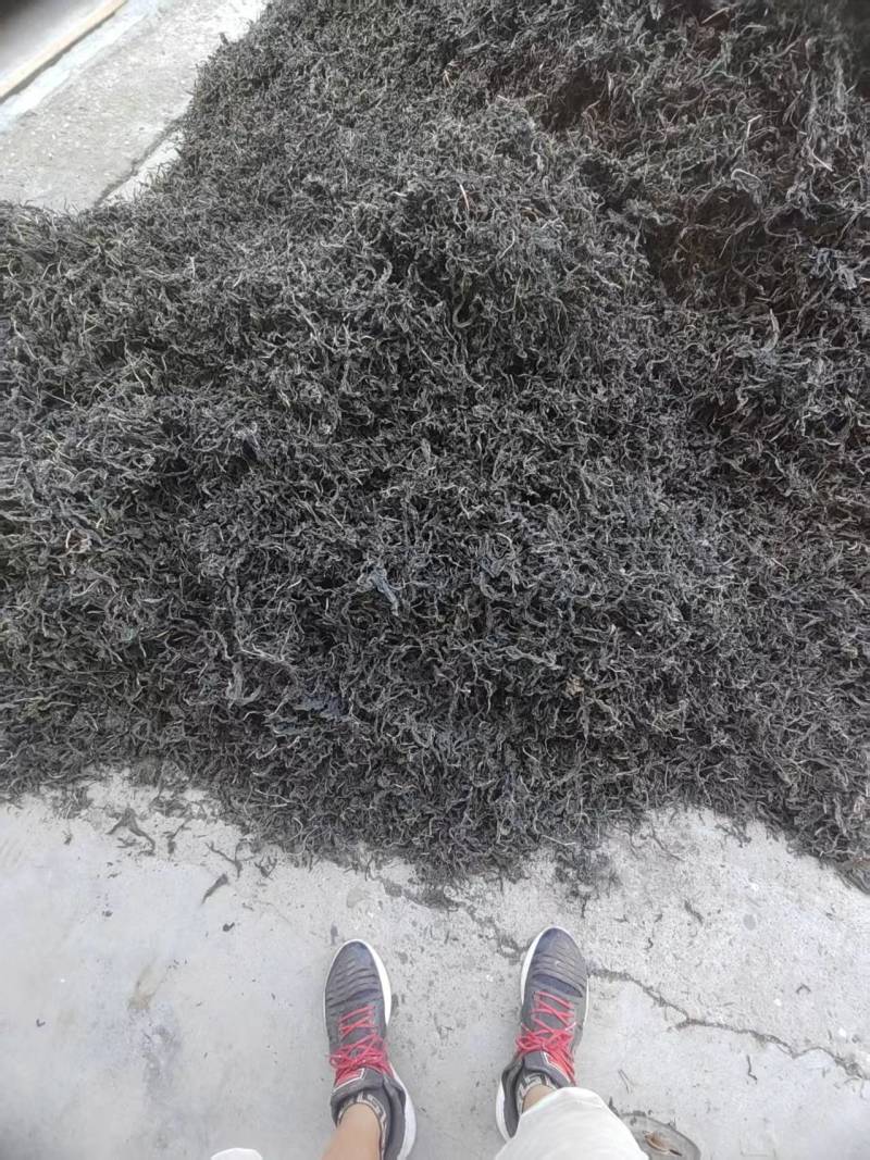 河南芝麻叶精品芝麻叶大量供应全国发货欢迎来电采购