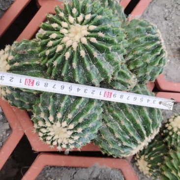 裸虎仙人球短刺金琥，直径范围10-30公分，适合做桌面