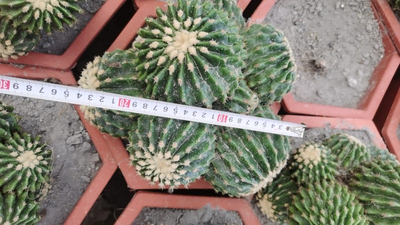 裸虎仙人球短刺金琥，直径范围10-30公分，适合做桌面