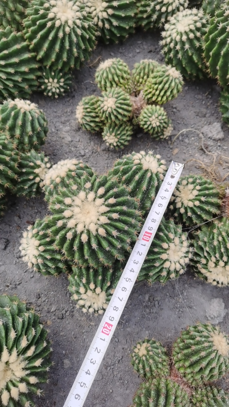 裸虎仙人球短刺金琥，直径范围10-30公分，适合做桌面