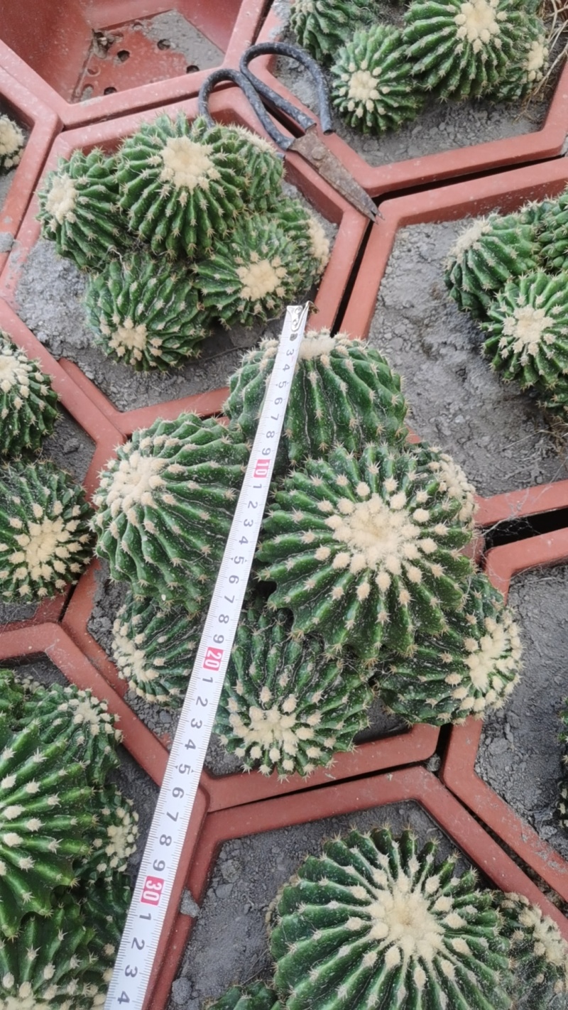 裸虎仙人球短刺金琥，直径范围10-30公分，适合做桌面