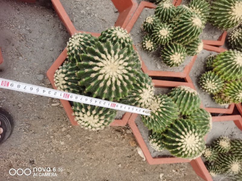 裸虎仙人球短刺金琥，直径范围10-30公分，适合做桌面