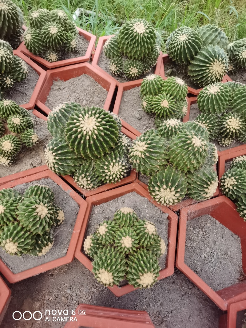 裸虎仙人球短刺金琥，直径范围10-30公分，适合做桌面