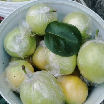 皇冠梨，早酥梨，晚苏，酥梨，大雪花，纸袋，膜带都有货啊