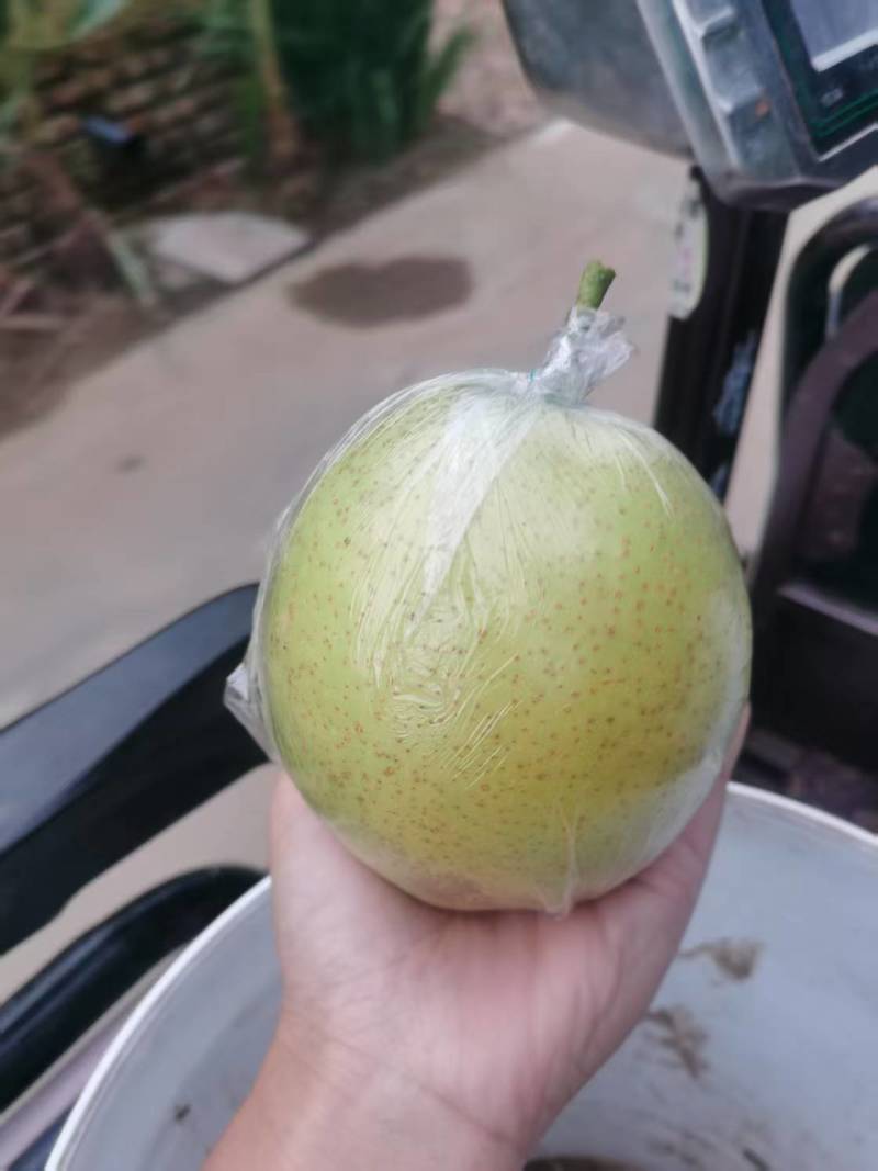 皇冠梨，早酥梨，晚苏，酥梨，大雪花，纸袋，膜带都有货啊
