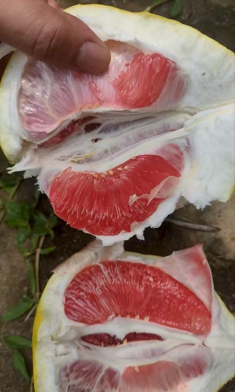 福建漳州柚子琯溪蜜柚红心柚产地直供量大从优实力代发