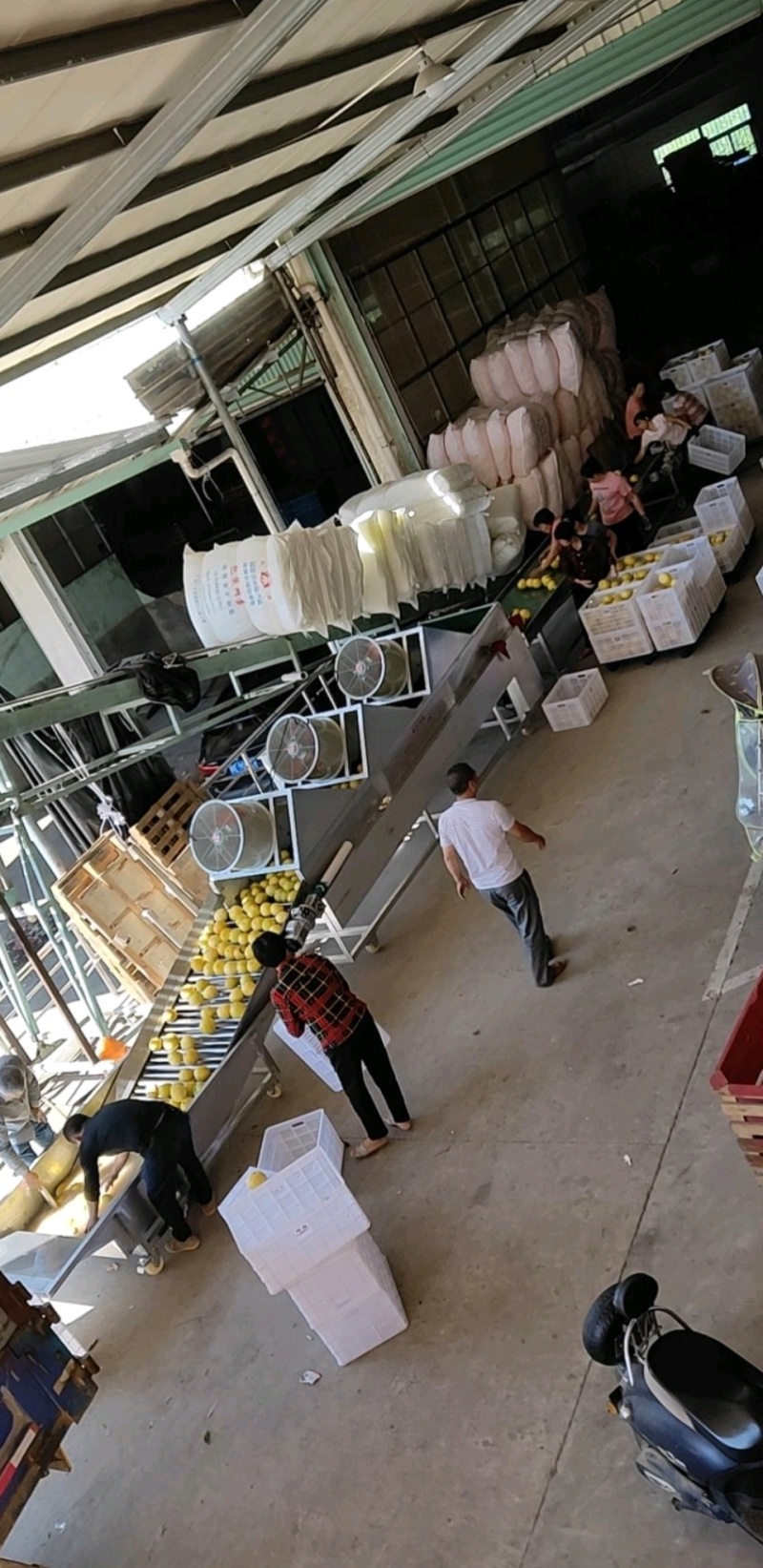 福建漳州柚子琯溪蜜柚红心柚产地直供量大从优实力代发
