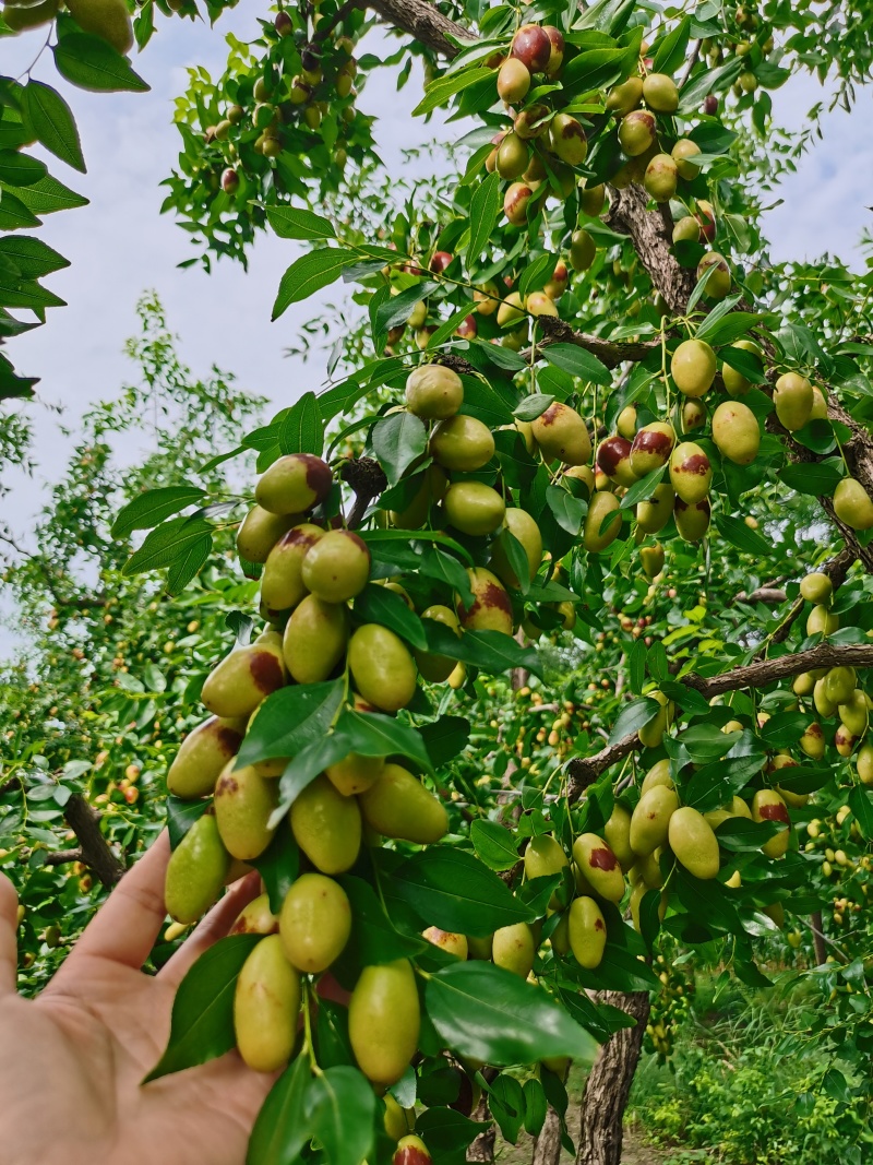 河北沧州马牙枣子弹头鲜枣整车批发