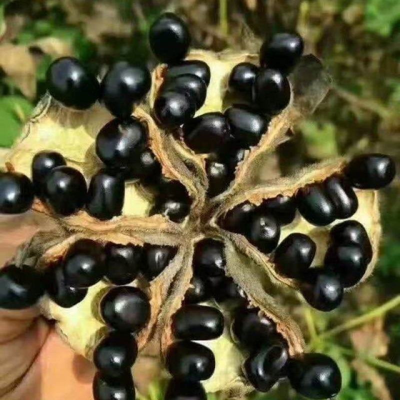 优质牡丹籽，大量批发，品质优良，全国发货