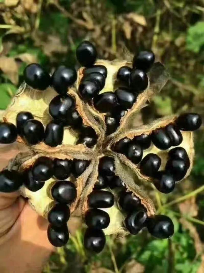 优质牡丹籽，大量批发，品质优良，全国发货