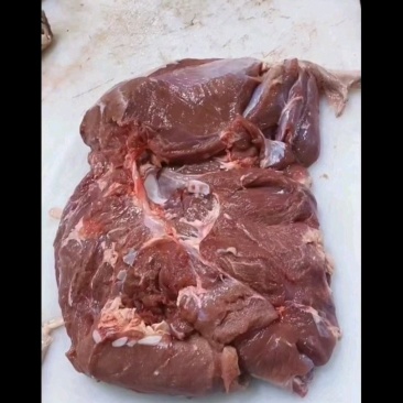 乳牛后腿肉牛腿肉