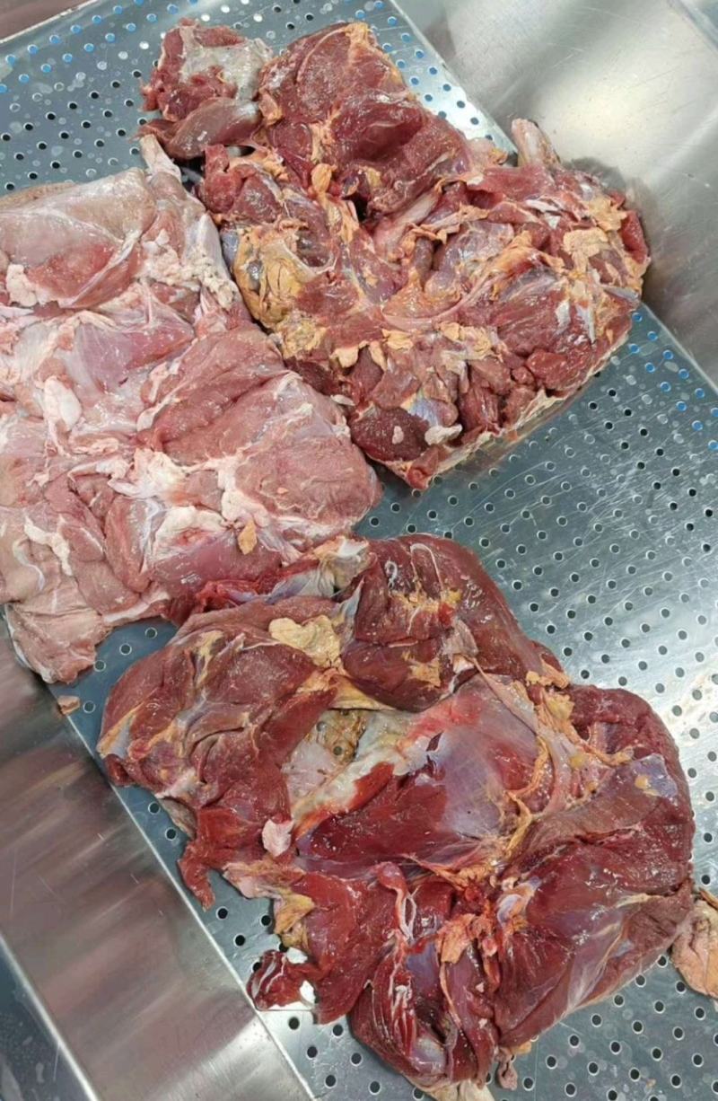 乳牛后腿肉牛腿肉