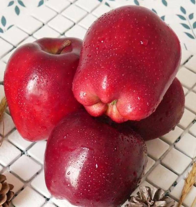 精选花牛苹果2025年鲜苹果运输便利价格实惠欢迎全国老板联系