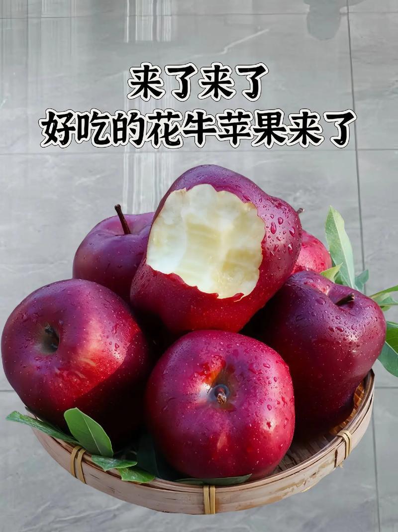 精选花牛苹果2025年鲜苹果运输便利价格实惠欢迎全国老板联系