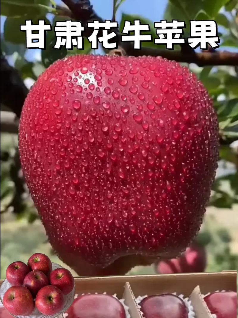 精选花牛苹果2025年鲜苹果运输便利价格实惠欢迎全国老板联系
