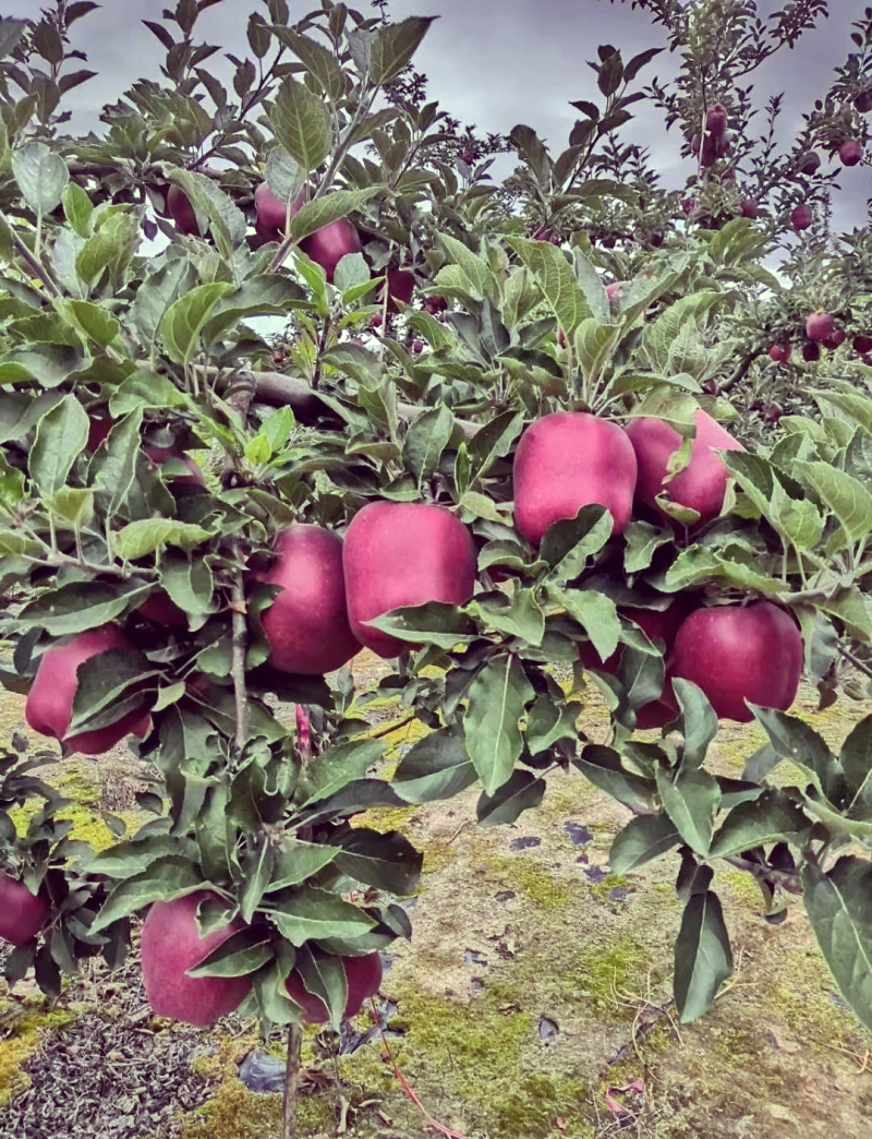 精选花牛苹果2025年鲜苹果运输便利价格实惠欢迎全国老板联系