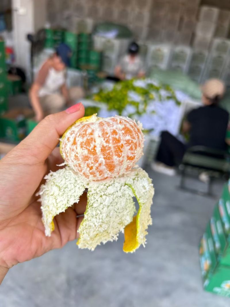 过年赣南蜜桔
