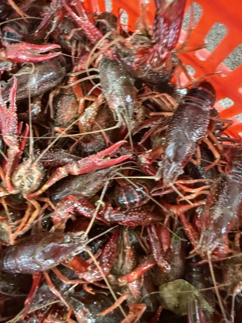 湖北小龙虾，一手货源，大中小规格齐全，产地直供