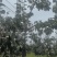山西隰县玉露香梨