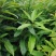 木荷