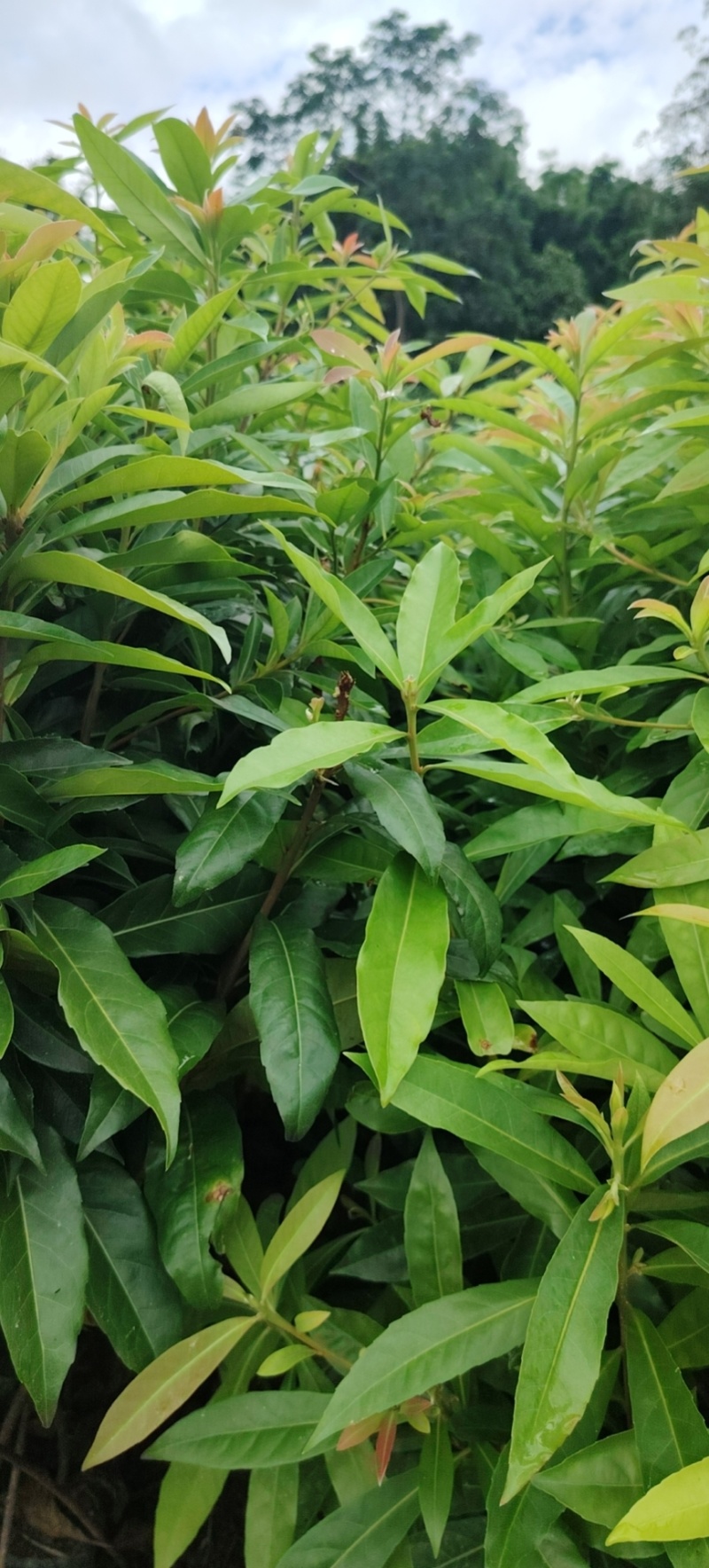 木荷