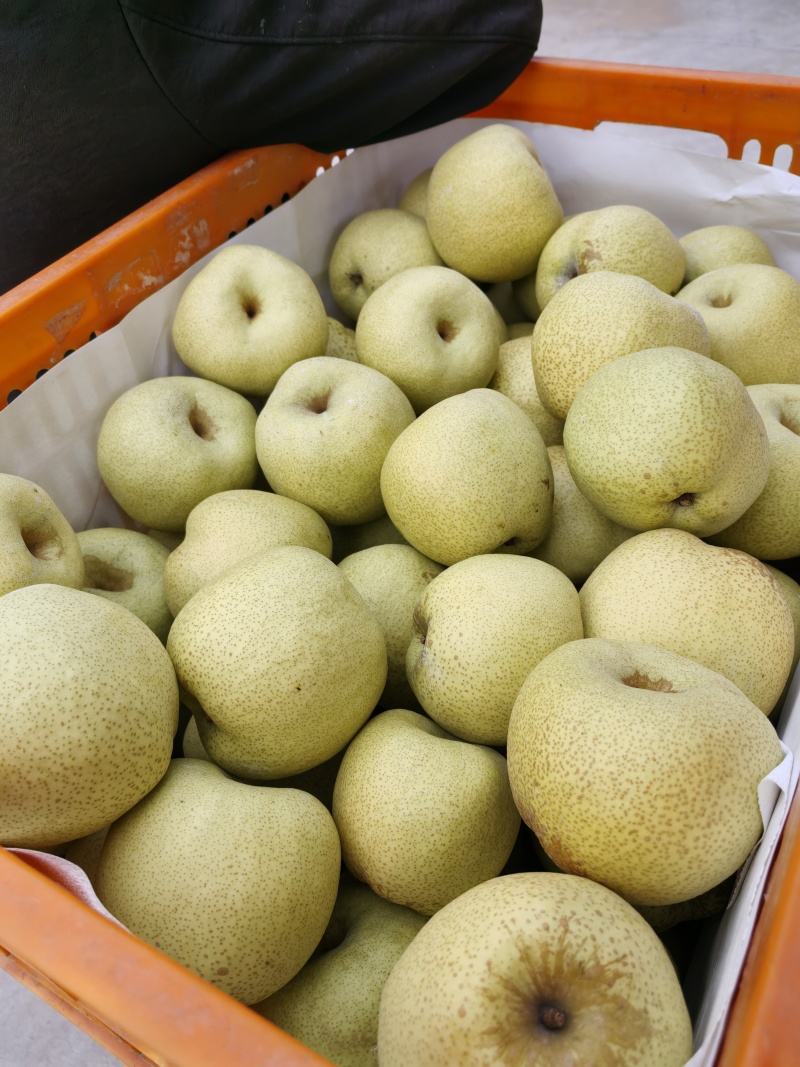 酥梨，砀山梨