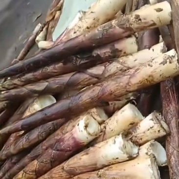 新鲜方竹笋产地货源充足现挖现发欢迎随时联系