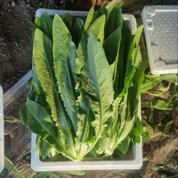 辽宁精品油麦菜产地直发一手货源质量保证全国发货