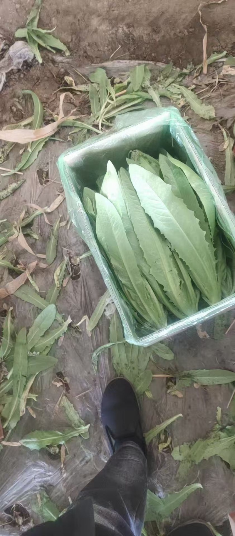 辽宁精品油麦菜产地直发一手货源质量保证全国发货