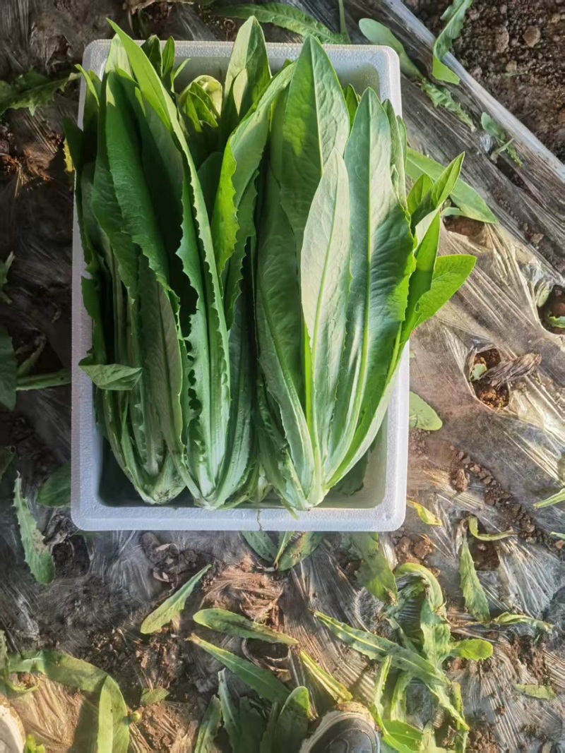 辽宁精品油麦菜产地直发一手货源质量保证全国发货