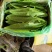 辽宁精品油麦菜产地直发一手货源质量保证全国发货