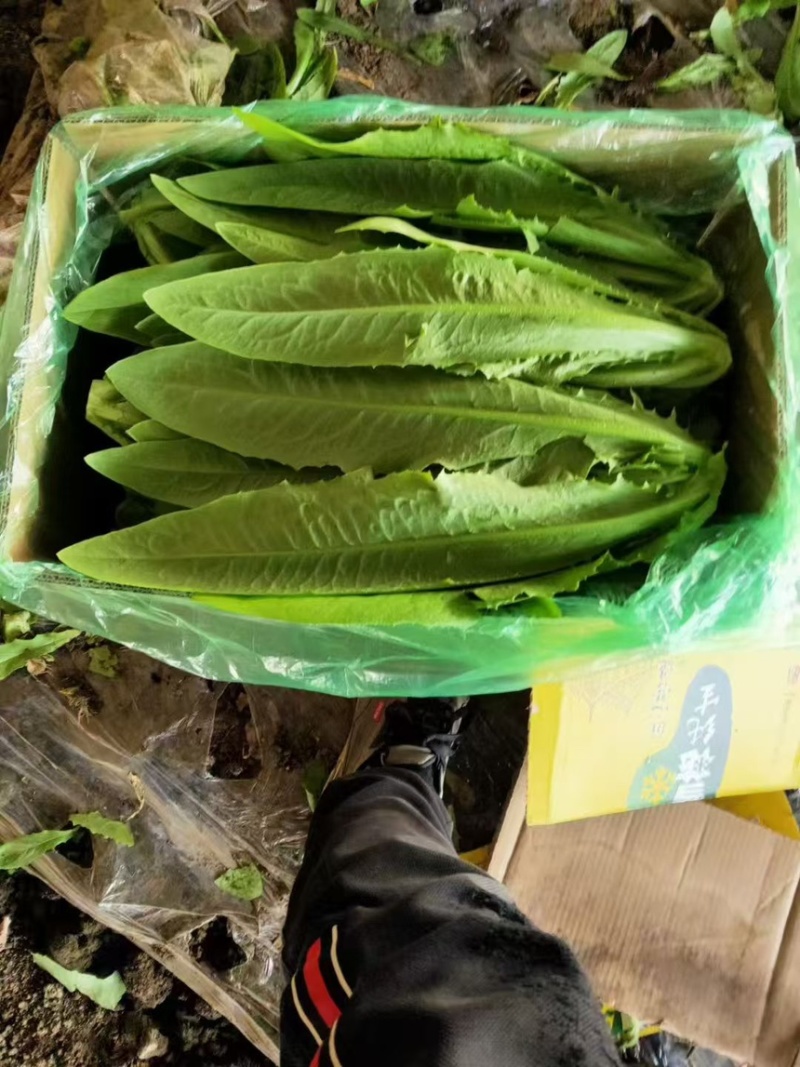 辽宁精品油麦菜产地直发一手货源质量保证全国发货