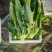 辽宁精品油麦菜产地直发一手货源质量保证全国发货